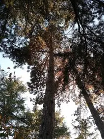 Tala y poda en altura en Fresno de Torote Madrid  Podas y talas en Fresno de Torote Madrid