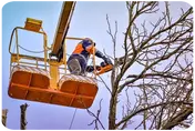 Poda de árboles en altura Podamos árboles en altura