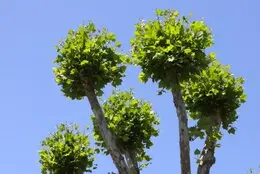 Tala  y poda de árboles, Madrid Podas y talas árbol en Madrid