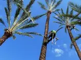 Tala y poda de palmeras Podas y talas de palmeras
